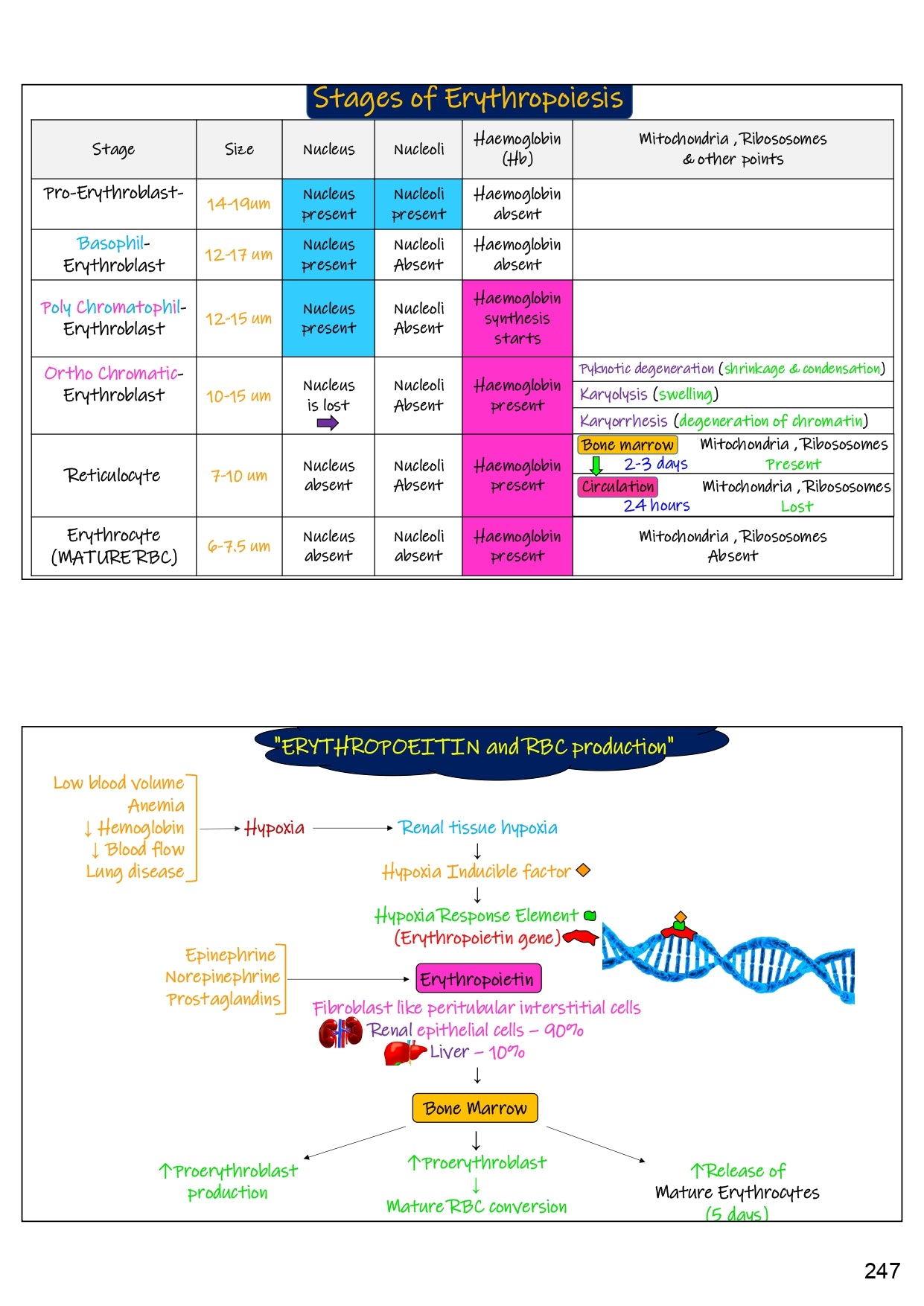 Medical Gateway Lecture Notes – 1st Year MBBS | 3rd Edition, Hard Copy)