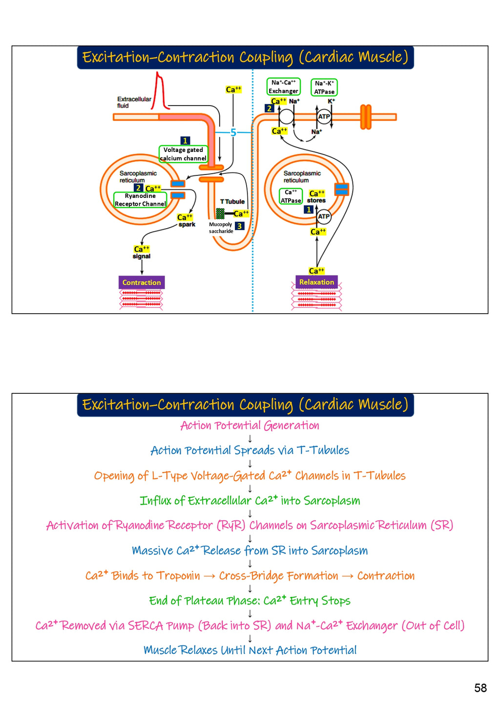Medical Gateway Lecture Notes – 1st Year MBBS | 3rd Edition, Hard Copy)