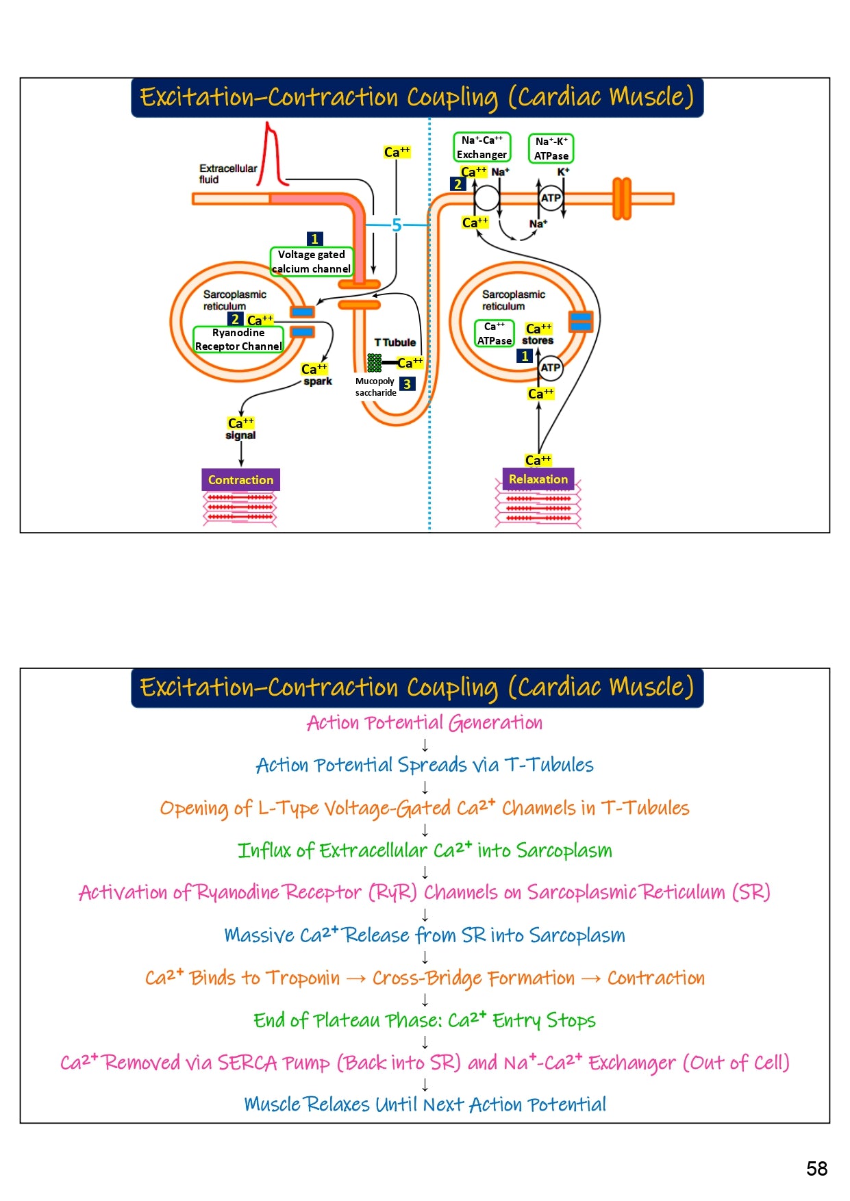Medical Gateway Lecture Notes – 1st Year MBBS | 3rd Edition, Hard Copy)